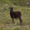 St. Kilda Sheep